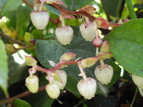 Gaultheria shalon